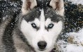 /album/sibirsky-husky/a4550-sibirsky-husky-jpg/