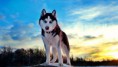 /album/sibirsky-husky/siberian-husky-nature-wallpaper-jpg/