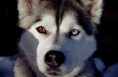 /album/sibirsky-husky/a7893-jpg/