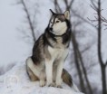 /album/sibirsky-husky/img-0954-001-igallery-image0000023-c340xc300-logo-server-haficicz-jpg/