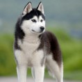 /album/sibirsky-husky/siberian-husky-20-1-jpg/