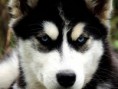 /album/sibirsky-husky/siberian-husky-163573-jpg/