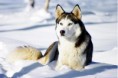 /album/sibirsky-husky/sibirsky-husky-jpg/