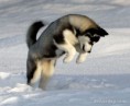 /album/sibirsky-husky/sibirsky-husky-siberian-husky-6-jpg/