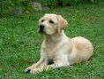 /album/labradorsky-retriver/labrador-jpg/