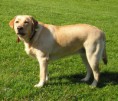 /album/labradorsky-retriver/labrador3-igallery-image0000484-igallery-image0000001-640x480-logo-server-haficicz-jpg/