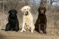 /album/labradorsky-retriver/labrador-retriever-colors-jpg/