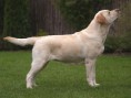 /album/labradorsky-retriver/a6bd2bafe30-70046344-o2-jpg/