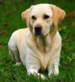 /album/labradorsky-retriver/a3659-labradorsky-retriver-jpg/