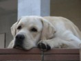 /album/labradorsky-retriver/ac2aa012ef8b9d671a915dfe0a9523fd-jpg/