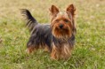/album/jorksirsky-terier/yorkshire-terrier-jpg/
