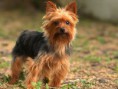 /album/jorksirsky-terier/yorkshire-terrier-auf-waldboden-jpg/