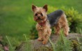 /album/jorksirsky-terier/yorkshire-terrier-dog-jpg/
