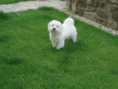 /album/maltezsky-psik/pinc-gif/