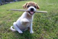 /album/jack-russel-terrier/e86d8af9eb-79096986-o2-jpg/