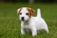 /album/jack-russel-terrier/jack-russell-terrier-welpe-jpg/