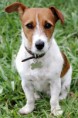 /album/jack-russel-terrier1/a1-52550c19c79c252550c19c7a00-jpg/