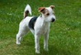 /album/jack-russel-terrier1/jack-russell-terrier-jpg/
