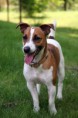 /album/jack-russel-terrier1/jack-russell-terrier-1-jpg/