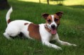 /album/jack-russel-terrier1/jack-russell-terrier-2-jpg/