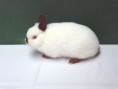 /album/nitriansky-kralik/malicky-rusky-jpg/